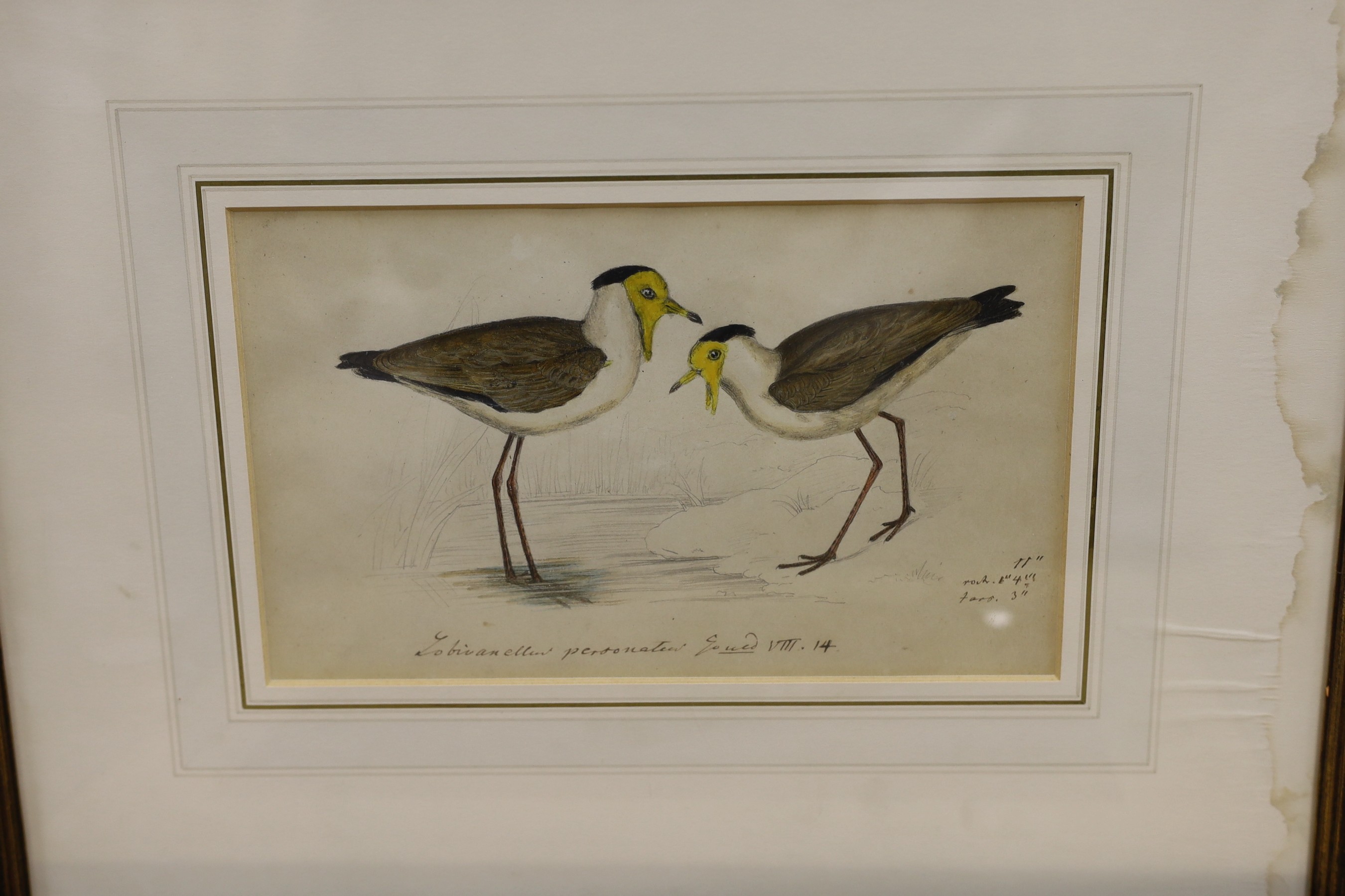 19th century English School, five ink and watercolour studies of birds after Goulds' Birds of Australia, largest 23 x 16cm